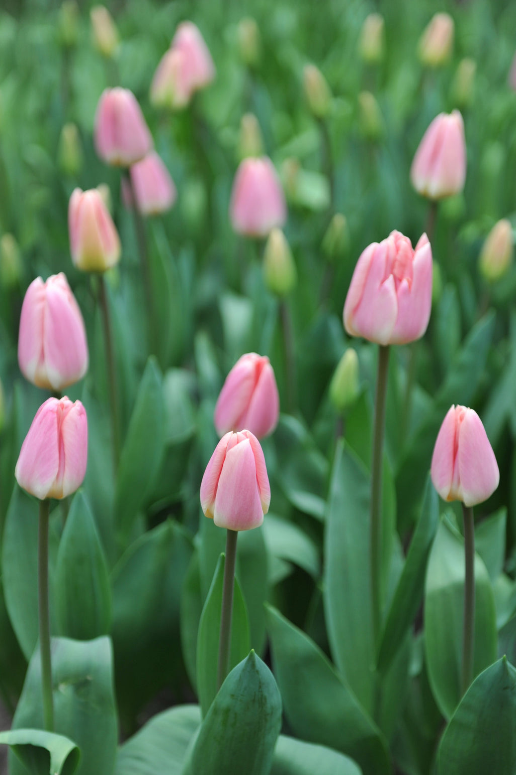 files/TulipApricotdelight.jpg
